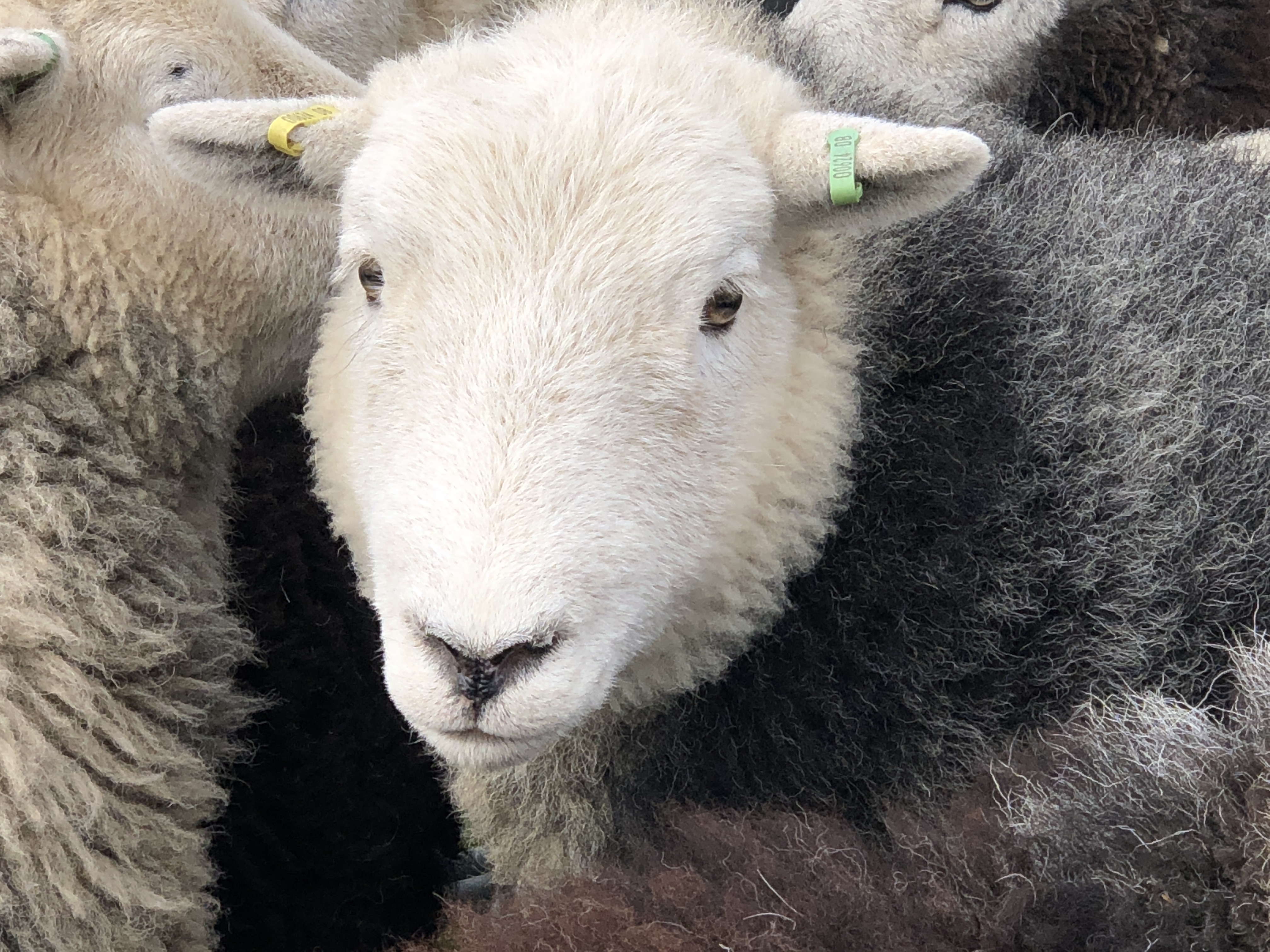 Herdwicks